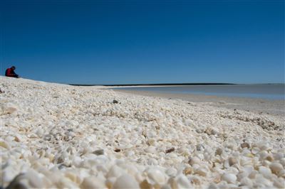 Shell Beach